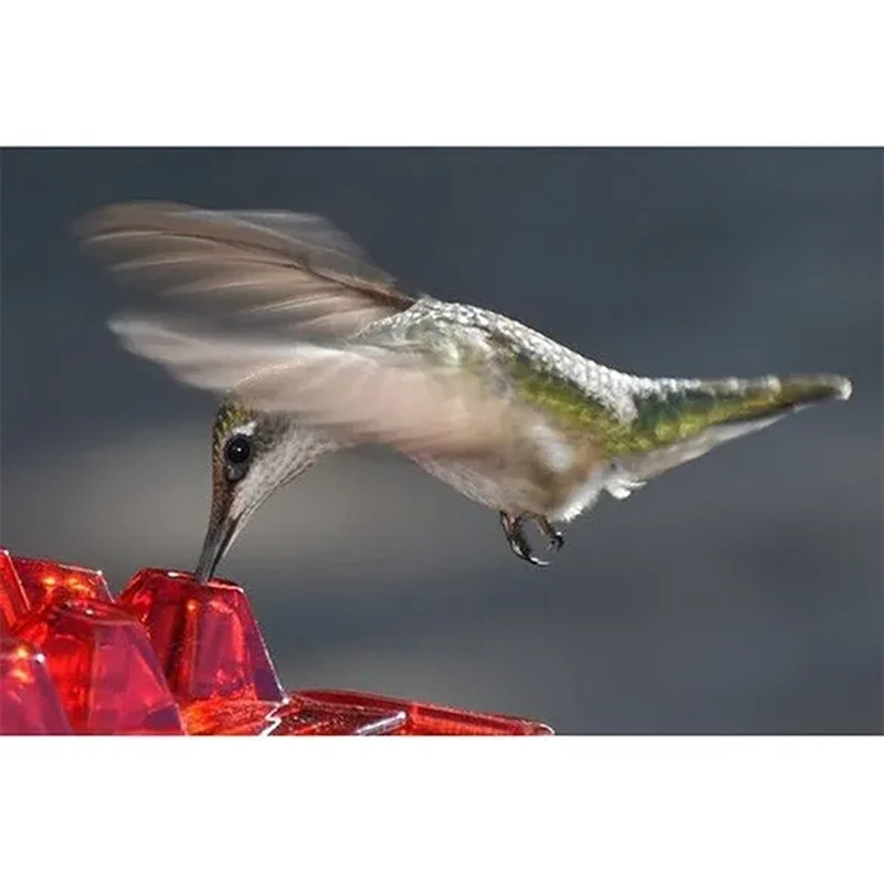 ❤️Mother's Day Sale 49% OFF-🐦Hummingbird Feeder With Perch And Built-in Ant Moat